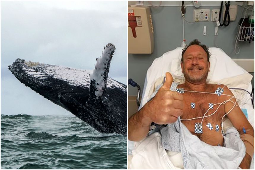 'Jonas moderno': homem é engolido por baleia jubarte, mas é cuspido e sobrevive