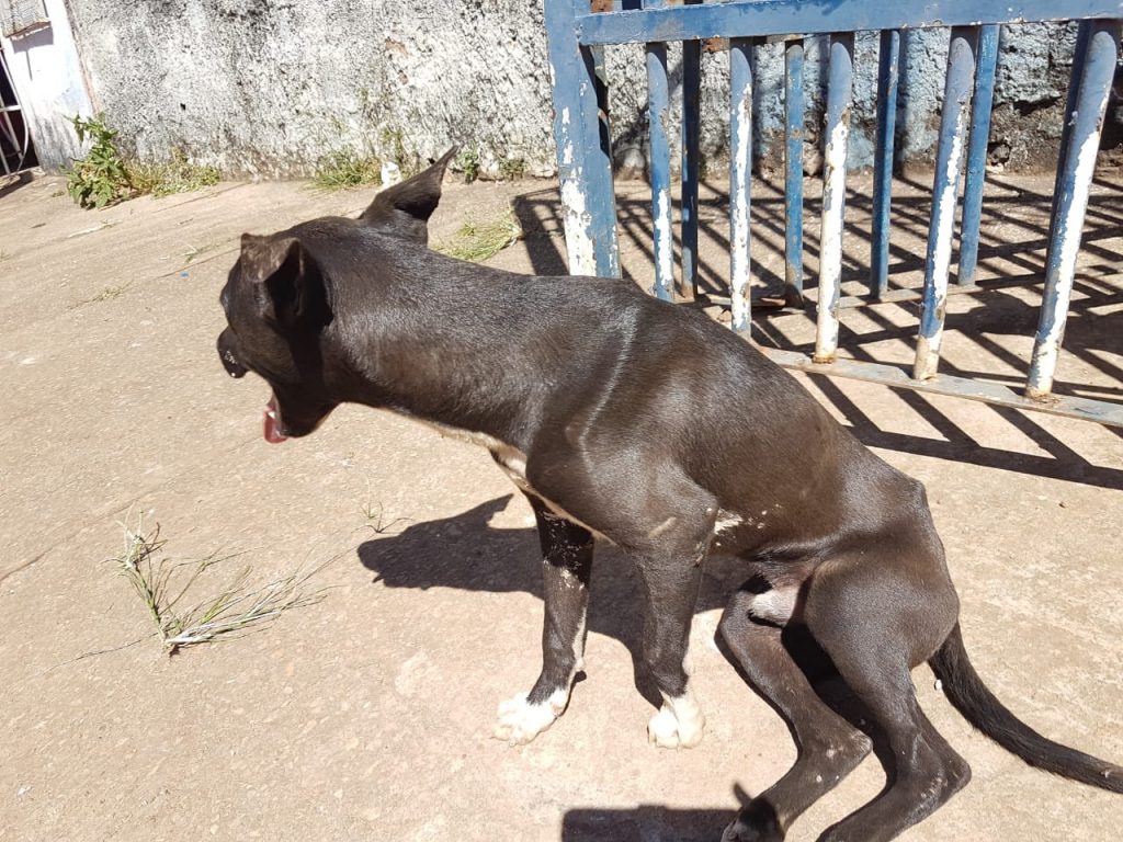 Primeira delegacia de proteção animal do Brasil será no Distrito Federal